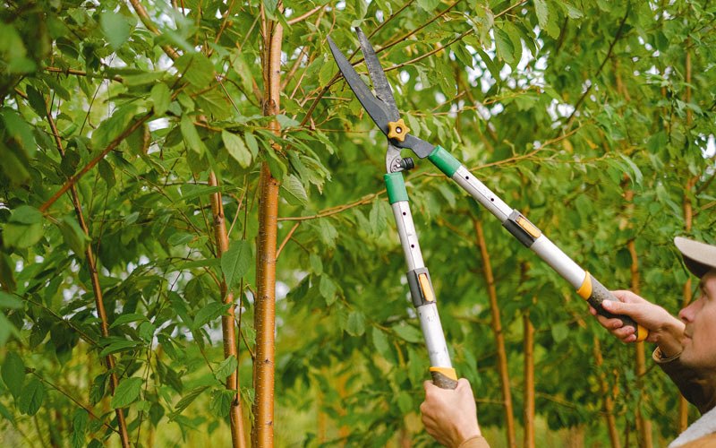 Tree trimming in Sweet Home, OR